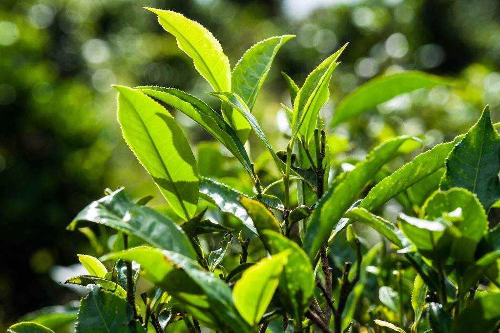 Fresh tender leaves of Pu'er tea