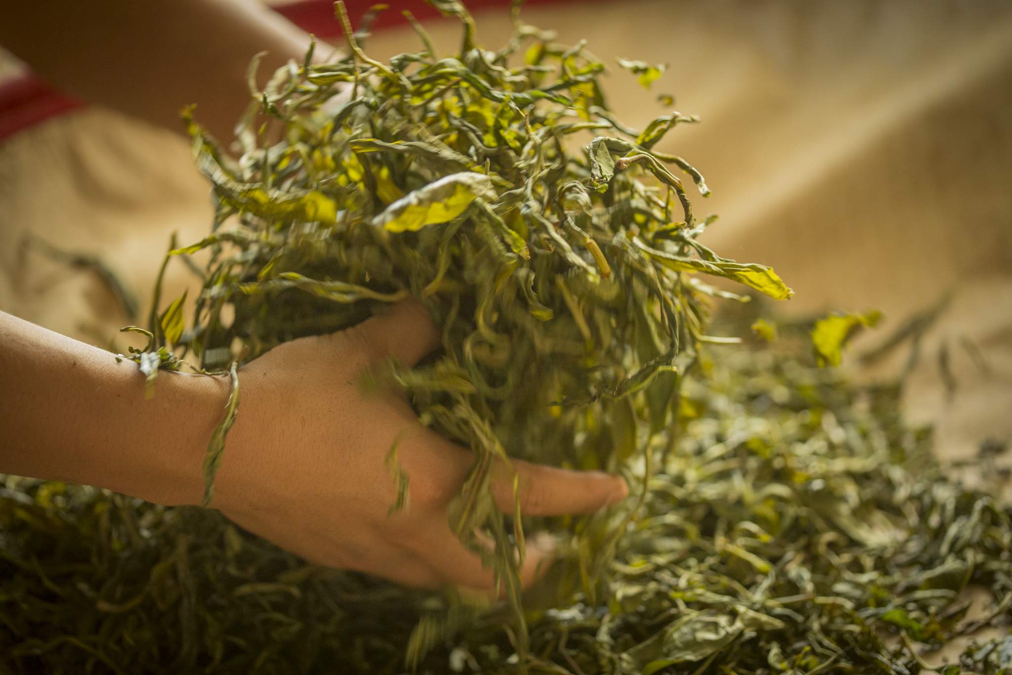 Making Pu'er Tea