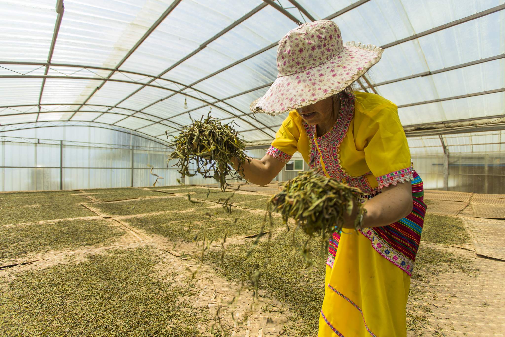 Pu'er tea is drying