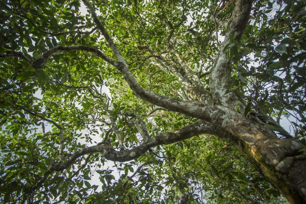 Ancient Tea Tree Growing