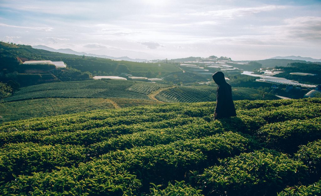 Menghai Tea Garden 2