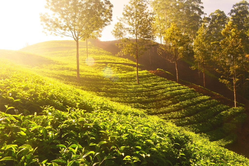 Ancient tea trees scattered in the tea garden