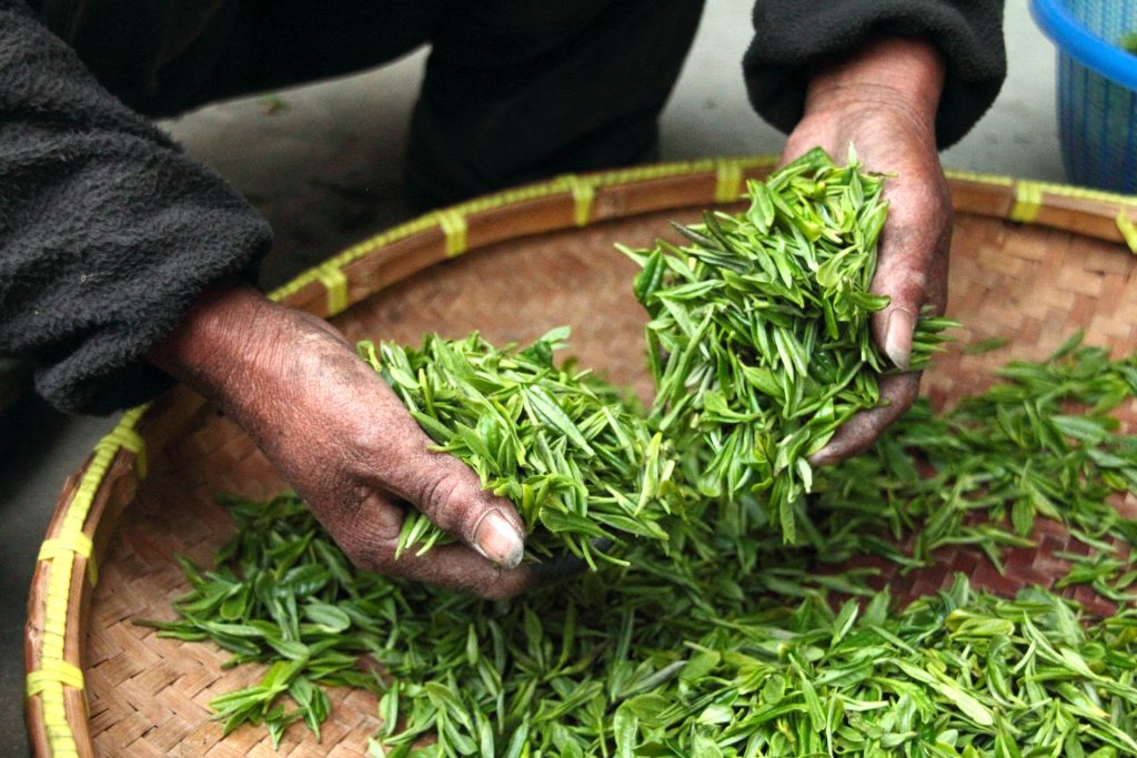 Drying Pu-erh tea leaves