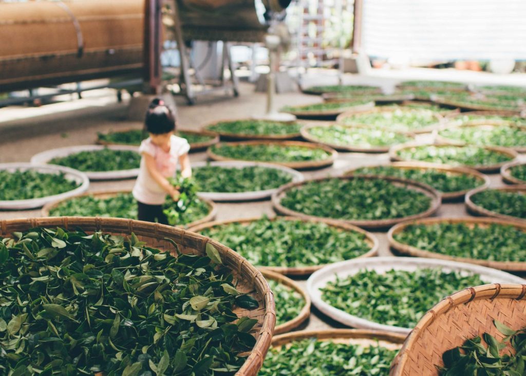 Airing tea leaves