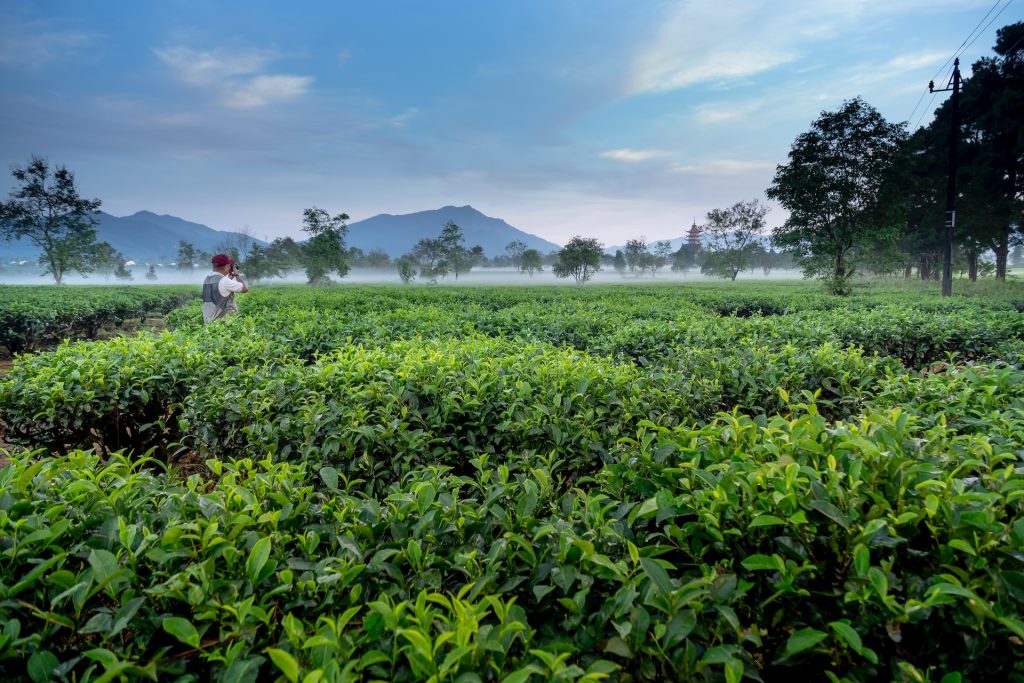 A vast tea garden