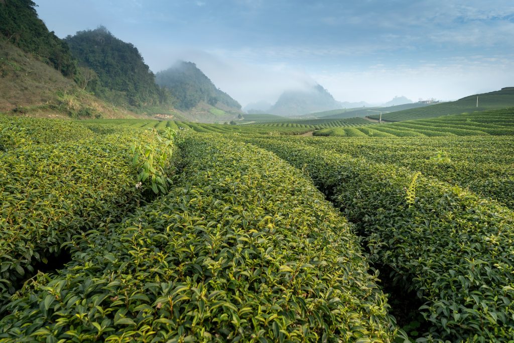 The vast terrace tea garden