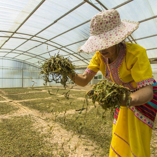 Pu'er tea is drying